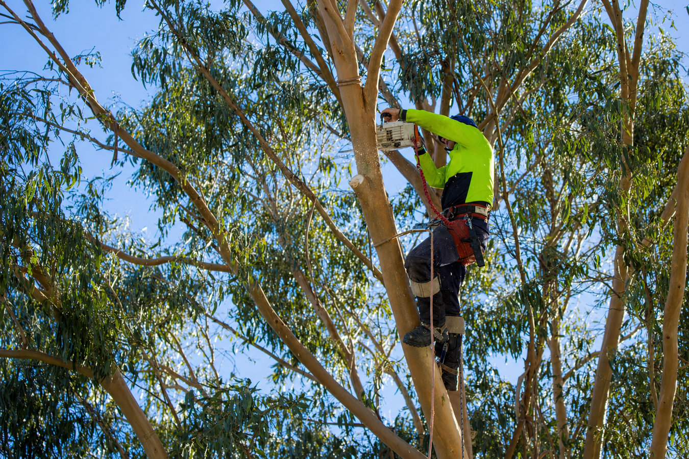 Commercial tree service in Mead Valley, CA
