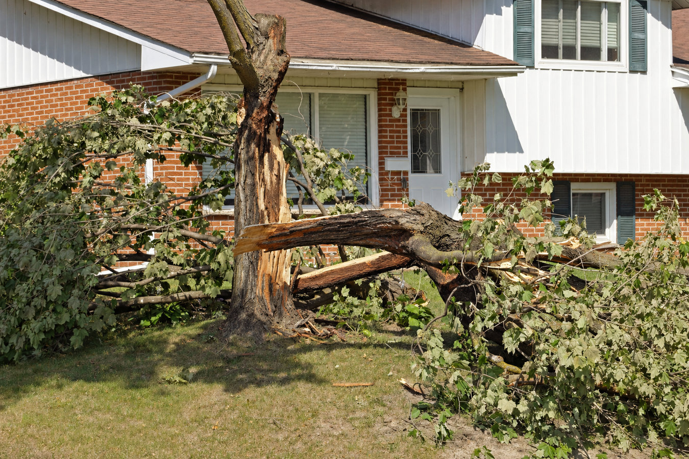 Emergency tree service in Mead Valley, CA